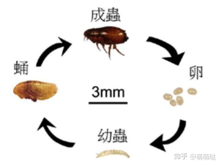 为什么会有跳蚤 为什么会有跳蚤在床上