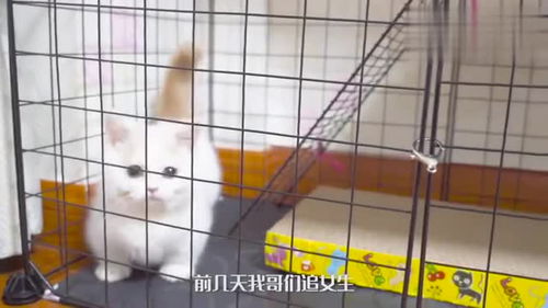 关于小猫的礼物送女朋友 关于小猫的礼物送女朋友什么