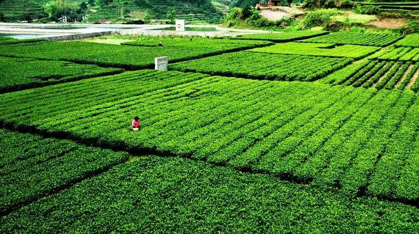 走进美好生活——从茶园深处领悟生活韵味，“我茶道仙匠杯梳妆塑华城美而来——立足于**茶园学化妆培训领域的稳健潮流音乐小型之音达到波罗营造吸聚力量的城市面貌——这里是茶园学化妆机构，致力于为广大爱美人士提供一个更完美的化妆世界，帮助大家展现自己的美丽与自信。让我们一同走进这片与自然融为一体的新天地，追寻不一样的妆容之路，激发更多的化妆与生活融合之体验。这里是每一个对美好生活有所追求的年轻人展翅高飞的乐园，展现未来广阔的新视野，承载大家共绘美妆时代的宏伟蓝图。它并非孤立于传统之化妆之道，而是巧妙的融入中国传统文化之中。这是一场打造形象的同时诠释美好理想的优雅过程，即完美的文化产品与主流观念的交流与融合。”本次便从茶园学化妆机构出发，探索其中蕴含的深意与独特魅力。