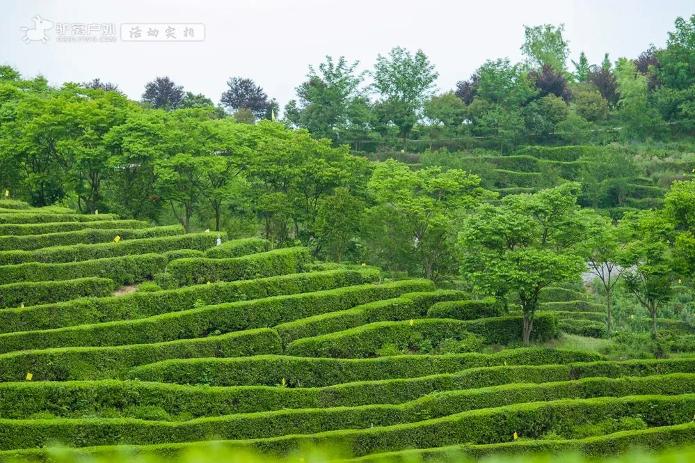 南坪茶园，绿色文化浪潮中的美丽秘境与美妆魅力碰撞展现化妆艺术的蜕变之美