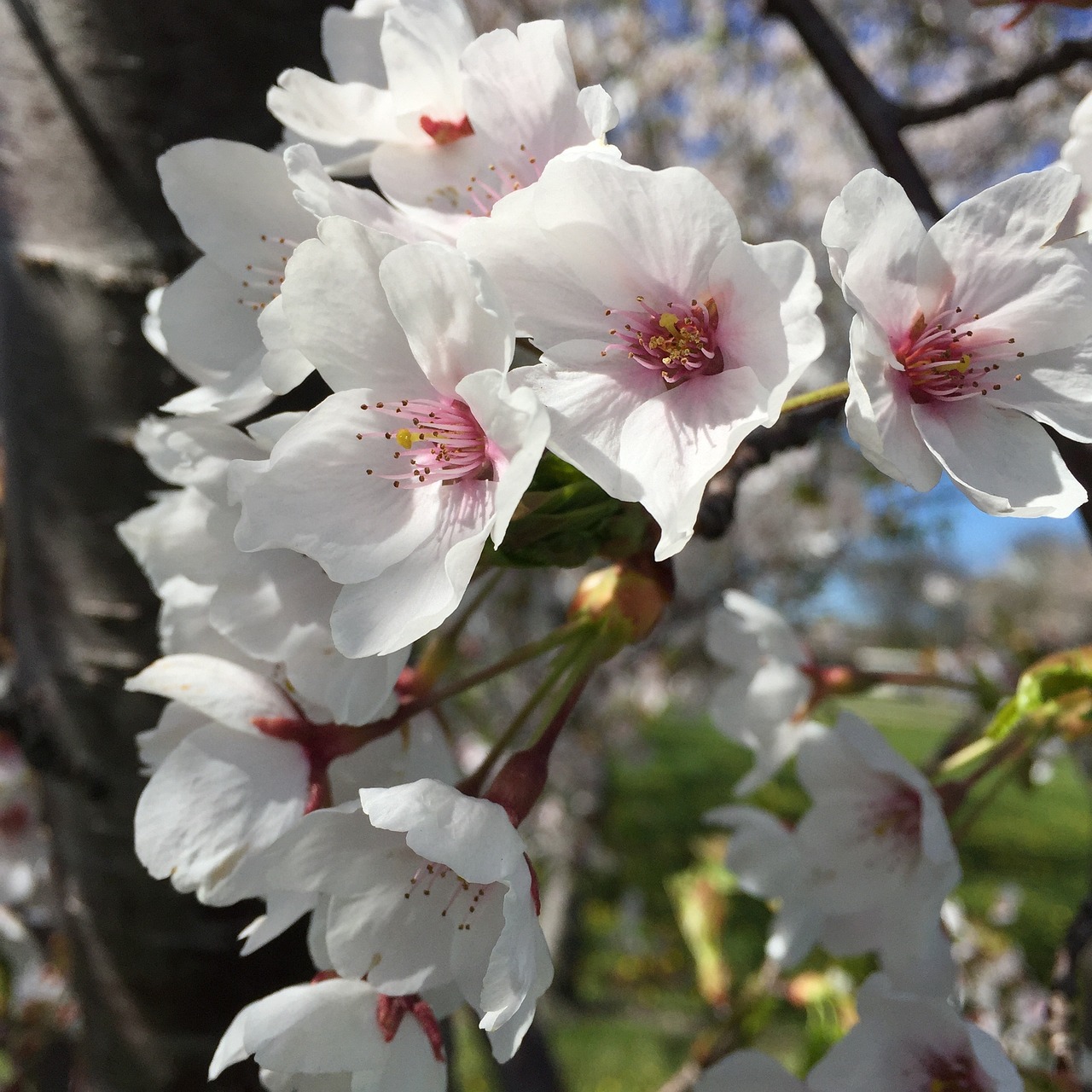 美妆品牌花知晓（花知晓品牌理念识别是什么）