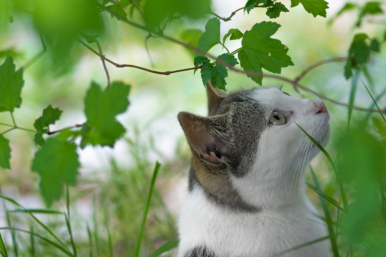 琵琶猫美妆品牌推荐（琵琶猫美妆品牌推荐图片）