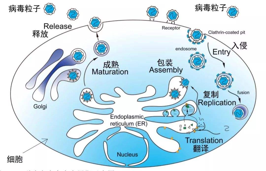 研究新冠病毒的方向 关于新冠病毒的研究方向