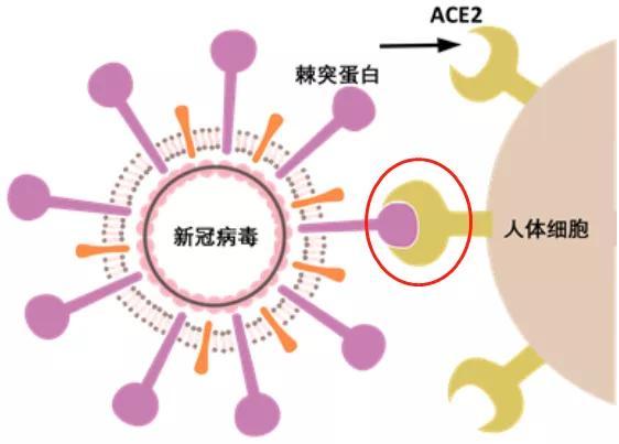 新冠病毒是免疫失调吗 新冠病毒对免疫力的影响