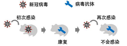 仓鼠会不会引发新冠病毒 养仓鼠是否会染上新型冠状病毒