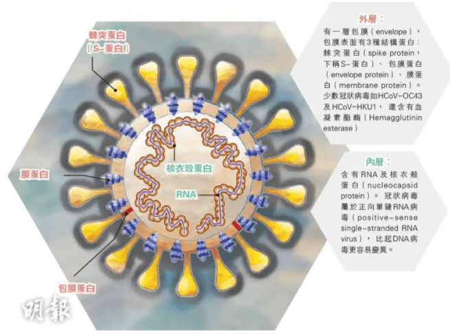 新冠病毒是不是叠加的 新冠病毒是不是叠加的疫苗