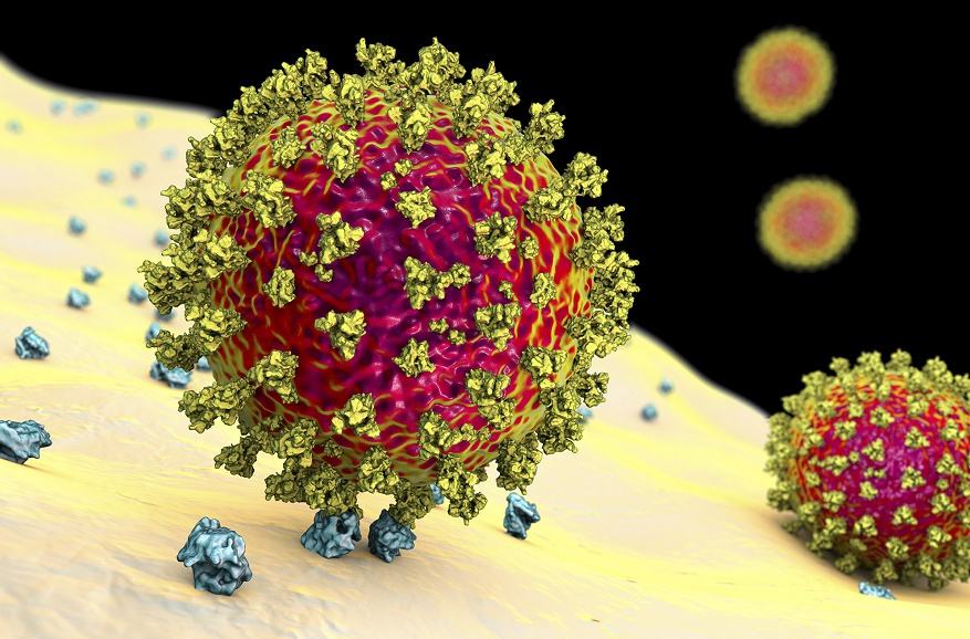 新冠病毒的变异研究 新冠病毒变异研究最新消息