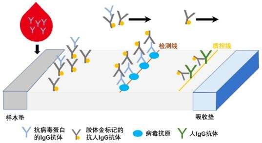 新冠病毒查血清准确吗 新冠病毒查血清能查出几种病