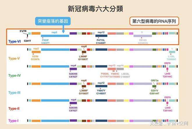 新冠病毒阿尔法基因变化 新冠病毒变异类型基因突变