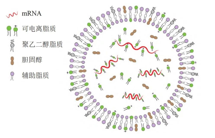 新冠病毒含磷脂分子吗 新冠病毒是腺病毒一种吗