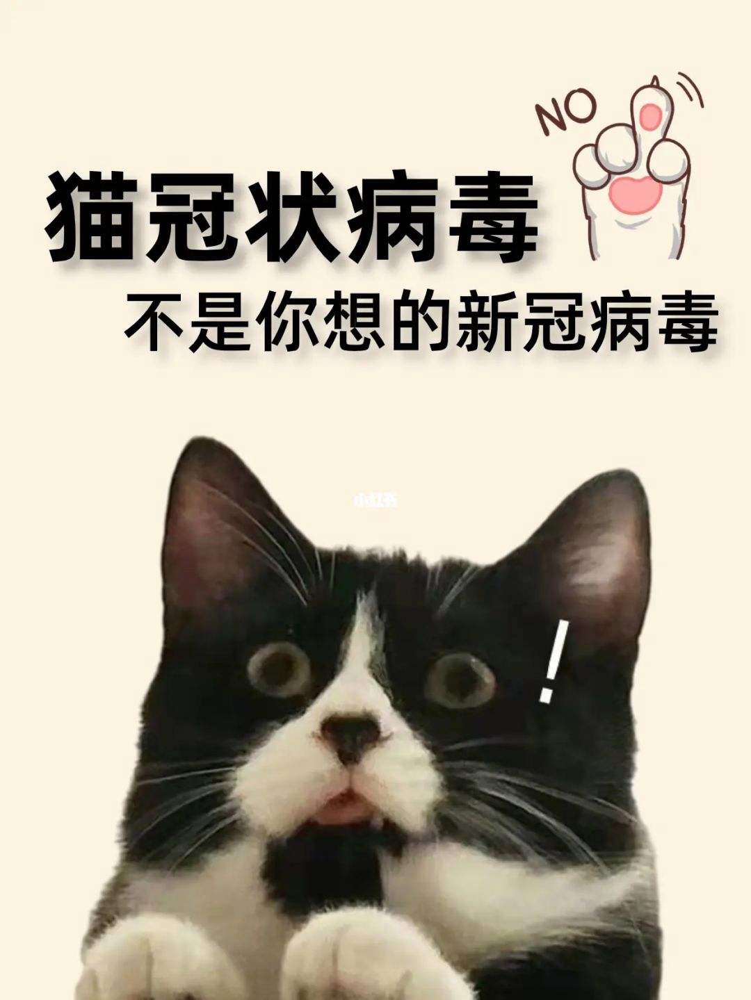 猫是否感染新冠病毒 猫会不会感染新冠病毒