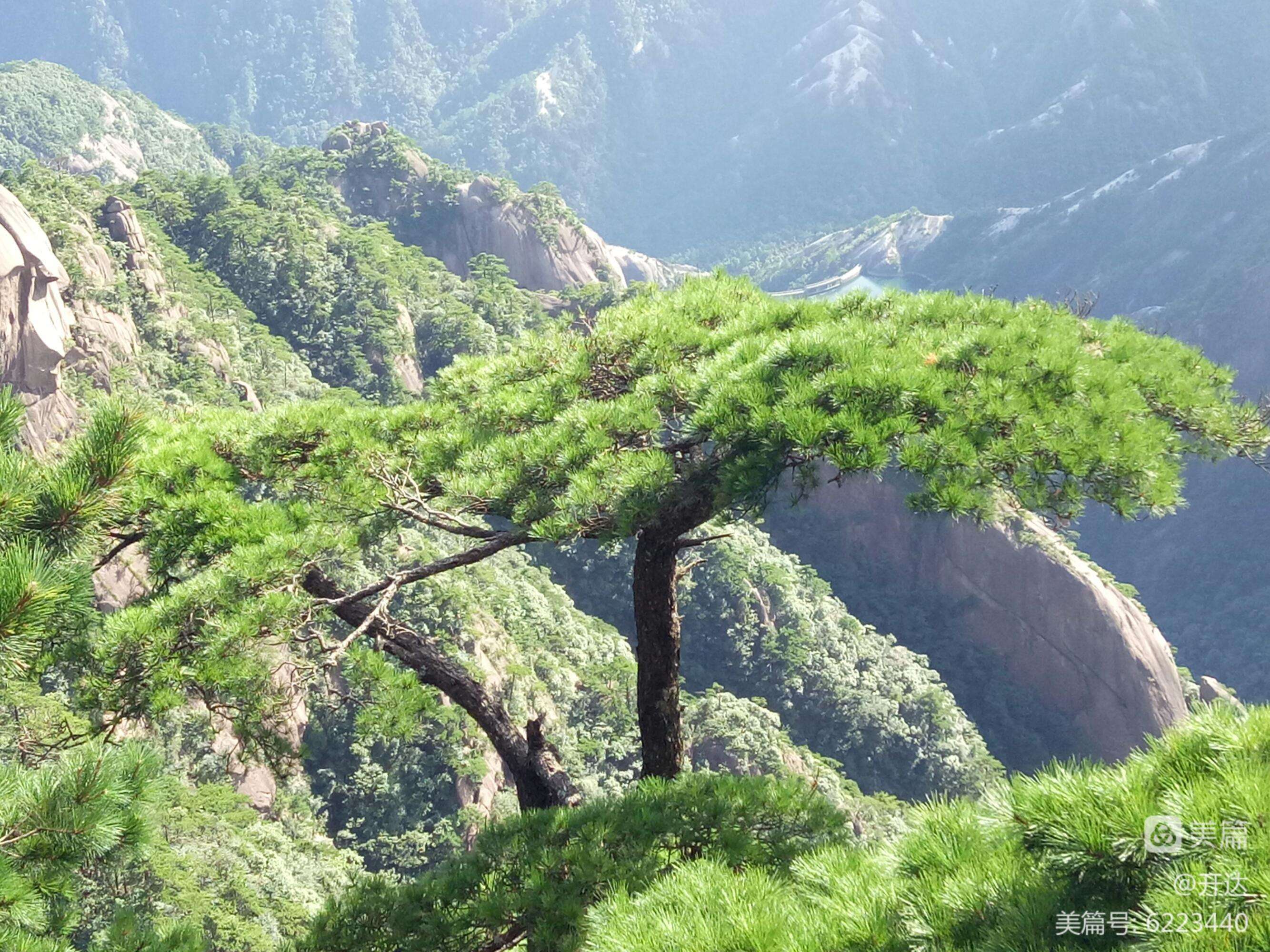 黄山松预习 黄山松是几年级的课