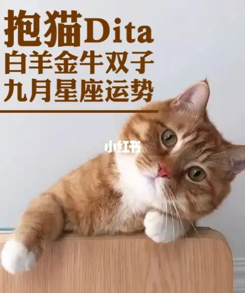 哪个星座的女生像猫 像猫的星座是什么星座