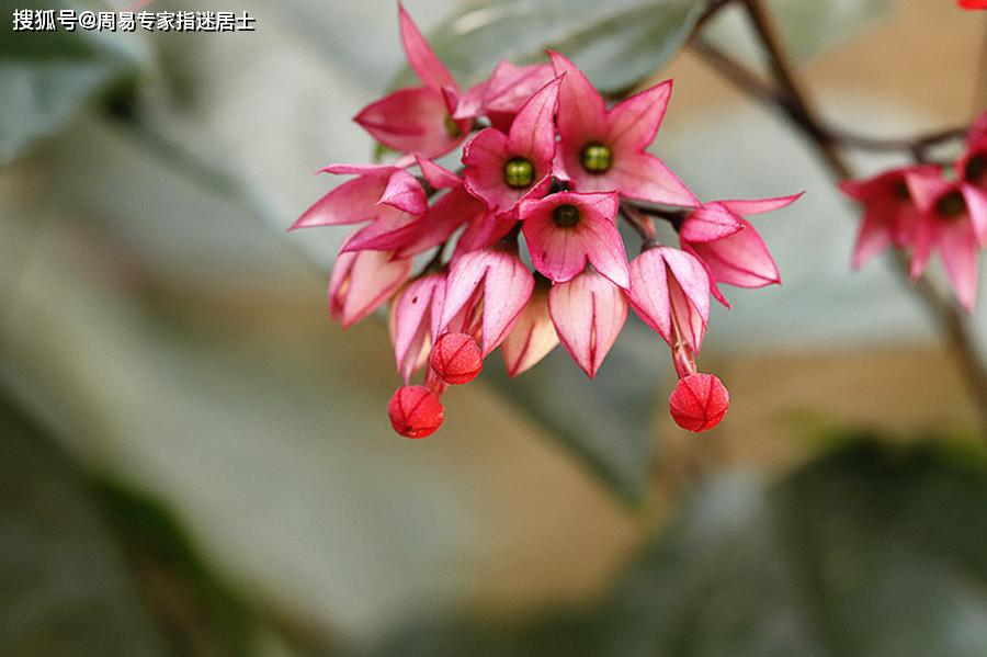 旺属虎的花 属虎的旺什么属相