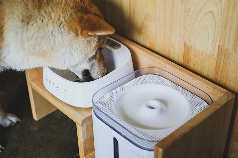 自制猫饮水机 自制猫饮水机 抽水泵