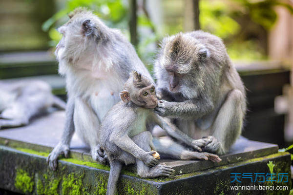 属猴的几月结婚好 属猴的什么时候结婚比较好