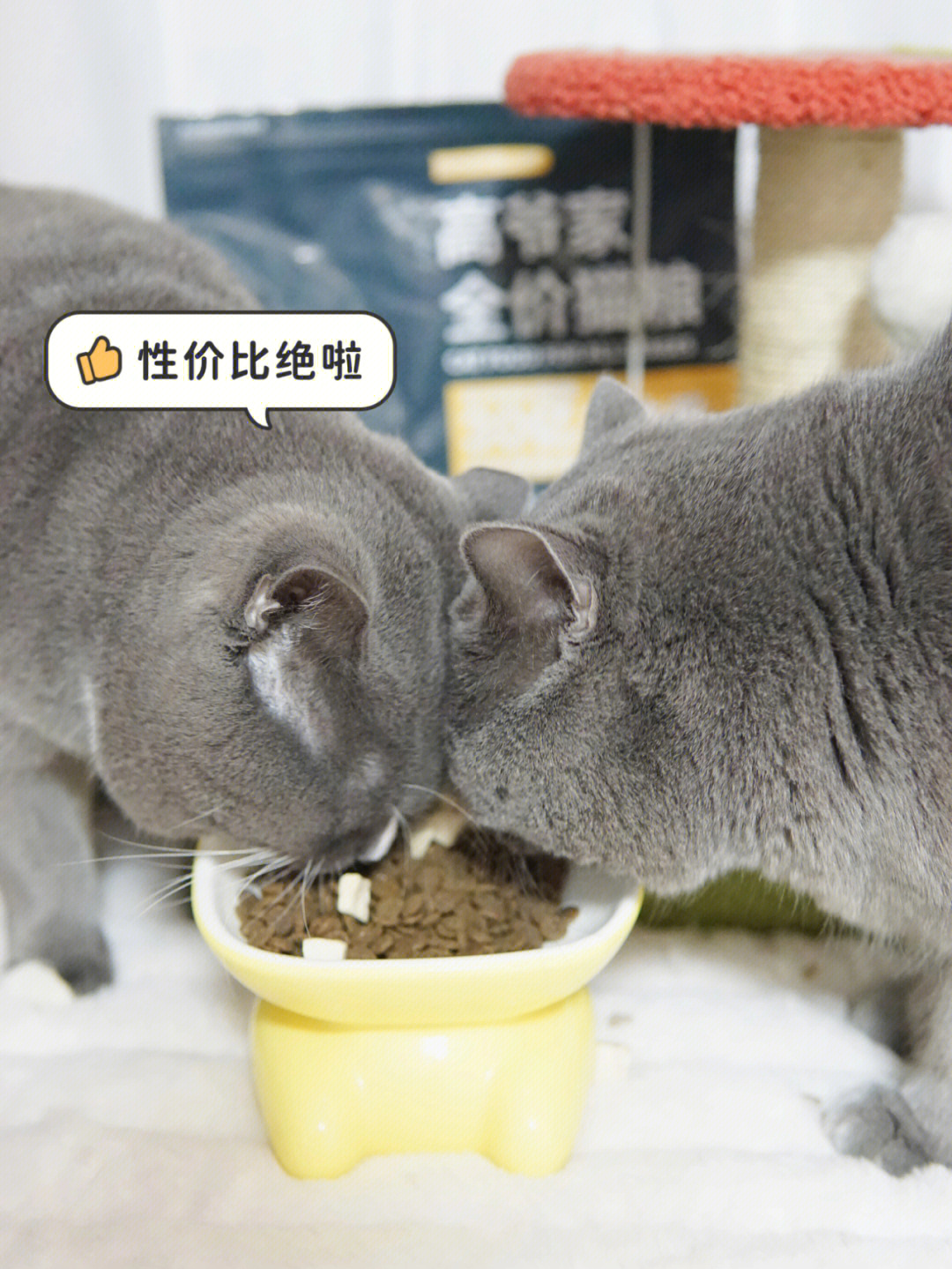 猫吃益生菌 猫吃益生菌有什么作用