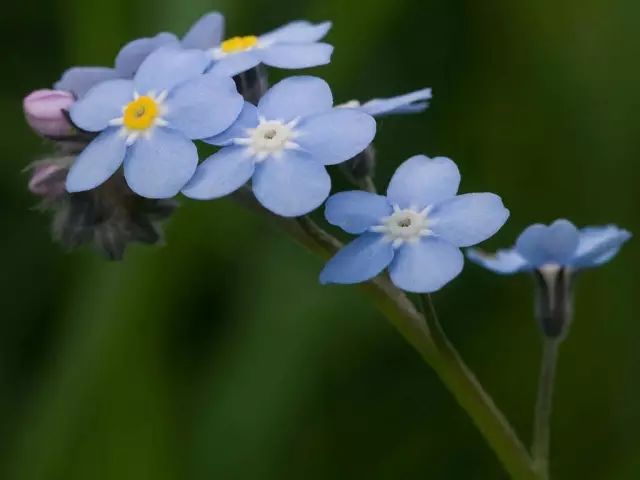 星座花 生日花对照表