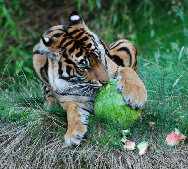 老虎为什么不吃草 老虎为什么不吃草只吃肉