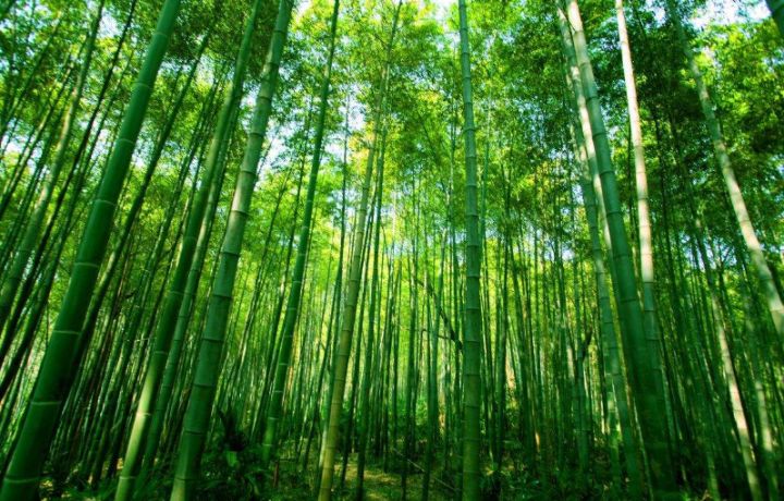 竹子为什么是一节一节的 竹子为什么是一节一节的故事书