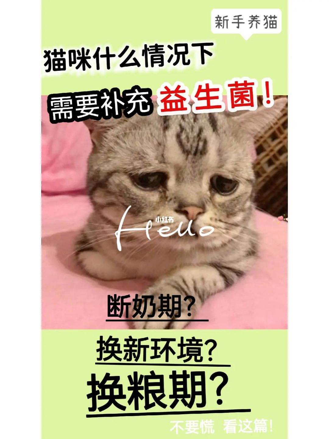 猫咪益生菌多久吃一次 猫咪益生菌多久吃一次合适