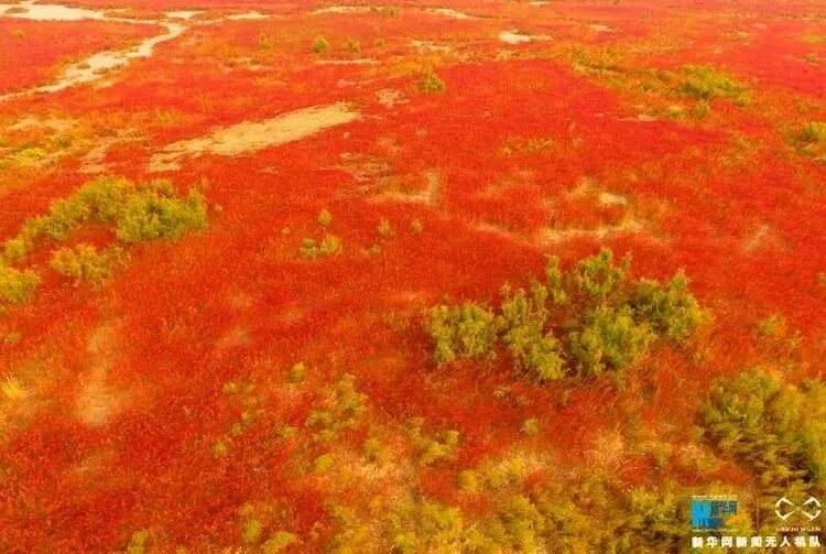 东营红地毯在哪 东营红地毯在哪卖