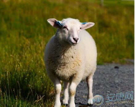 属羊一生运势及运程 生肖属羊一生运势详解