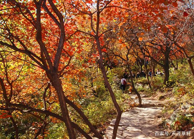 北京国庆去哪看红叶 10月去北京哪里看红叶