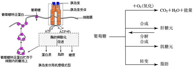 葡萄糖易化扩散 葡萄糖易化扩散的过程