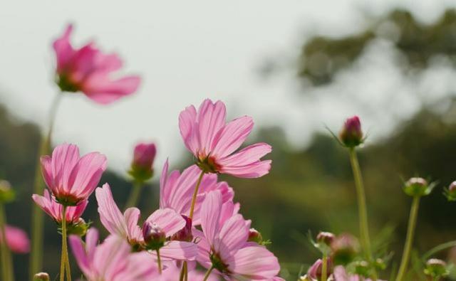 狮子女的桃花 狮子女的桃花运怎样