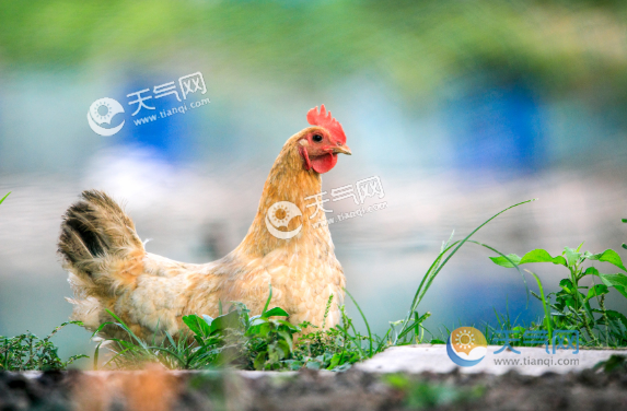 属鸡是哪年出生 属鸡二月出生的人命运如何