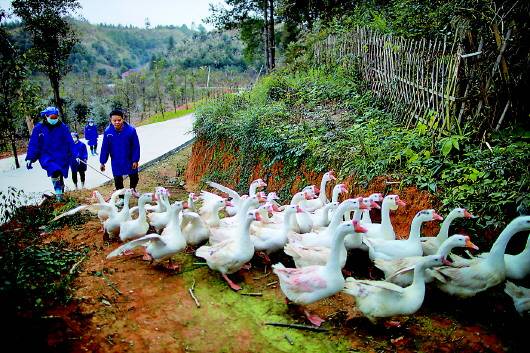 如何申请养鹅基地资质办理 如何申请养鹅基地资质办理手续