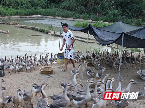 如何申请养鹅基地资质办理 如何申请养鹅基地资质办理手续