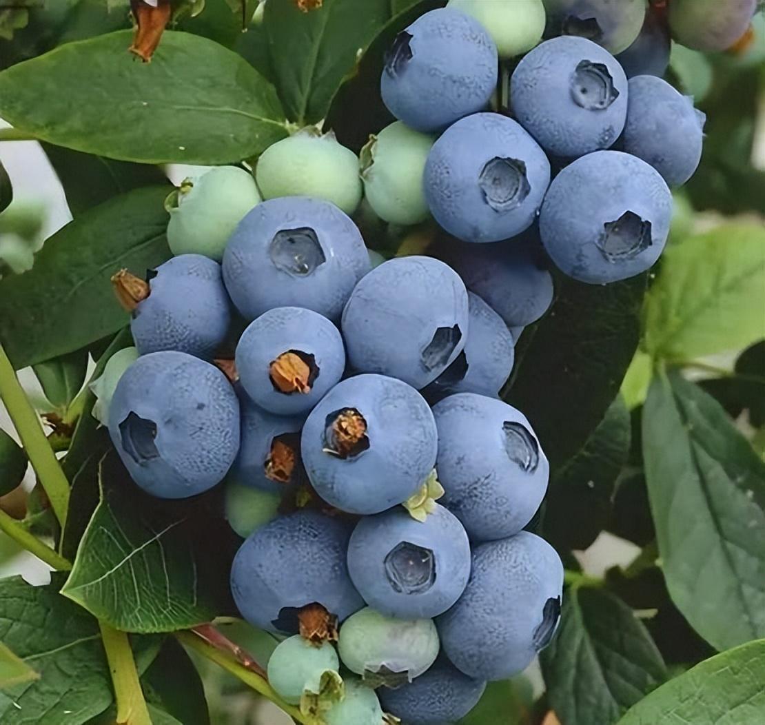 哪种蓝莓品种好吃 哪种蓝莓品种好吃好种植